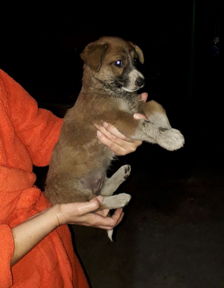 AMAYA (ex ALANA) - Chiot femelle croisée de taille petite à moyenne à l'âge adulte - Née environ en Août 2022 - Adoptée par Sylvie en Belgique  31398410