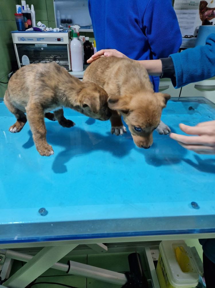 WOODY - Chiot mâle croisé de petite taille à l'âge adulte - Né environ en Septembre 2022 - Refuge de Camelia - Adopté par Maëlis en France  31482410