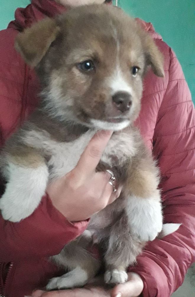 SHELBY (ex ROSELIA) - Chiot femelle croisée de taille moyenne à l'âge adulte - Née environ en Août 2022 - Adoptée par Léa en France  31493211