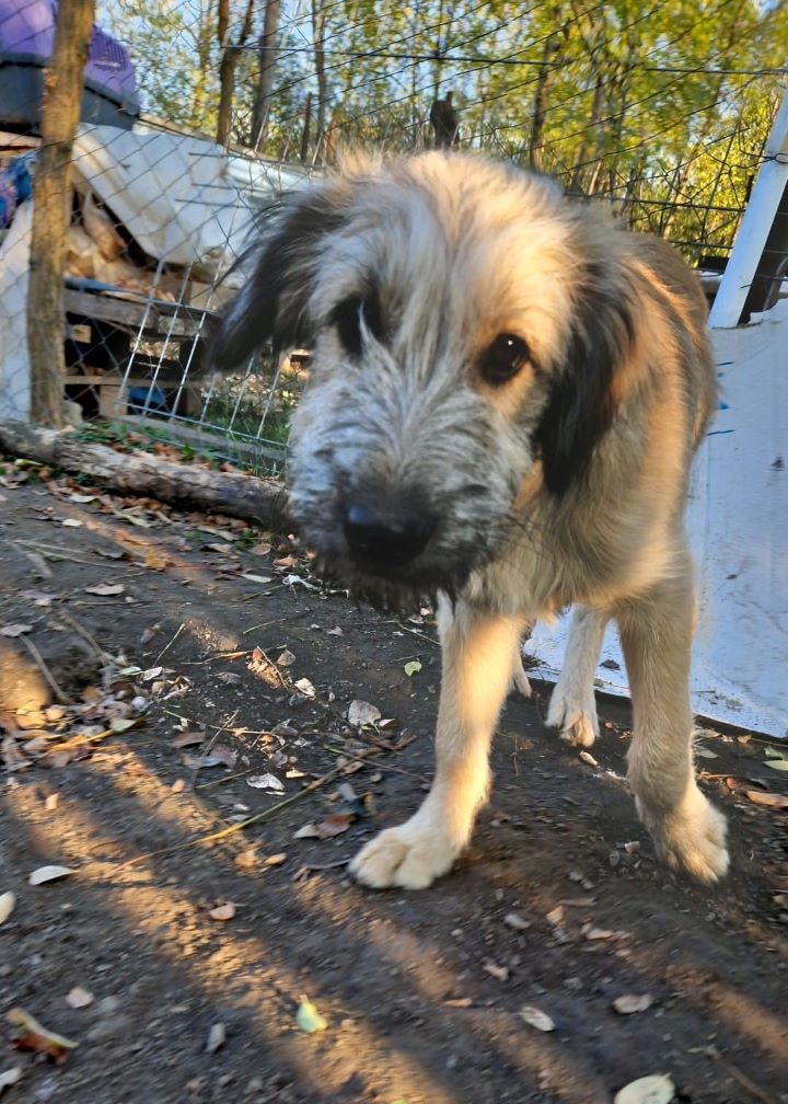 MORENO - Chiot mâle croisé de taille moyenne à l'âge adulte - Né environ en fin Juin 2022 - Refuge de Camelia - Réservé via une autre association 31531110