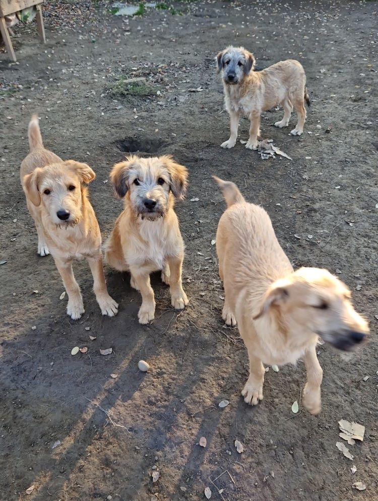 MORENO - Chiot mâle croisé de taille moyenne à l'âge adulte - Né environ en fin Juin 2022 - Refuge de Camelia - Réservé via une autre association 31533713