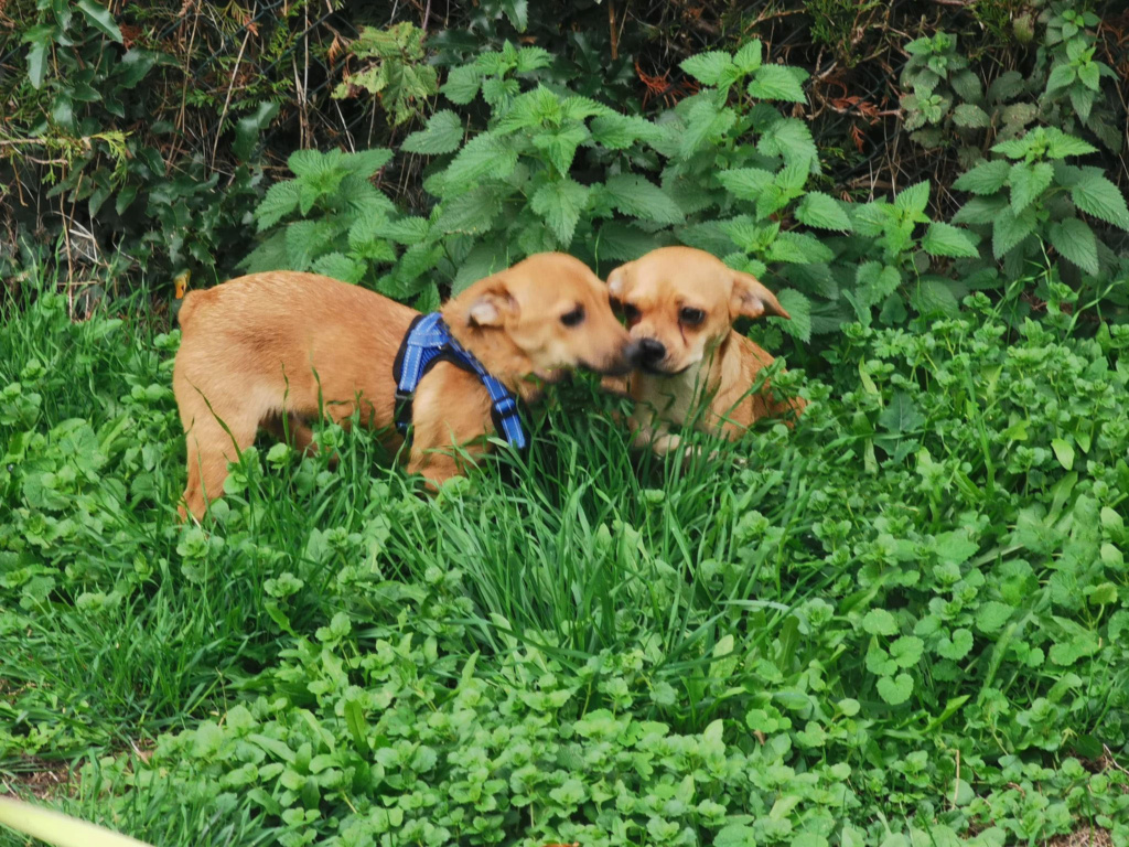 ATCHOUM (ex ZIPP - Zdup) - Chiot mâle croisé de petite taille à l'âge adulte - Né environ en Juillet 2022 - Adopté par Laurence en France  31544711