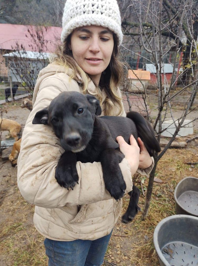 AGATE - Femelle croisée de taille moyenne - Née environ en Juillet 2022 - Refuge de Monica - Prise en charge par l'association Jamais Sans Mon Chien en France ( département 34 ) 31617910