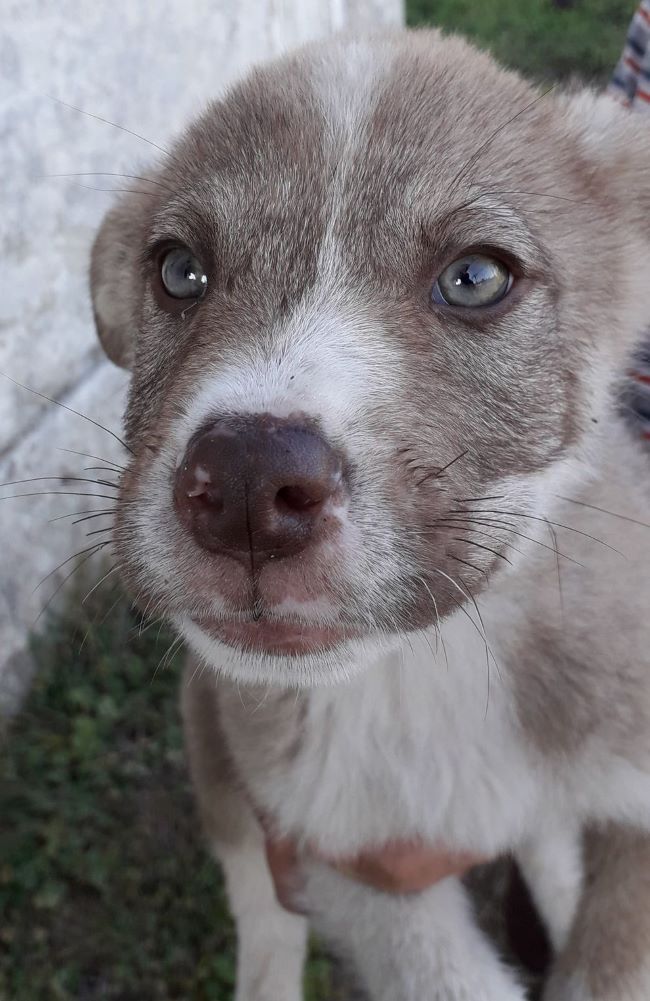 ARAGORN - Chiot mâle croisé de taille moyenne à l'âge adulte - Né environ en Août 2022 - Adopté par Kléa  en France  31685010