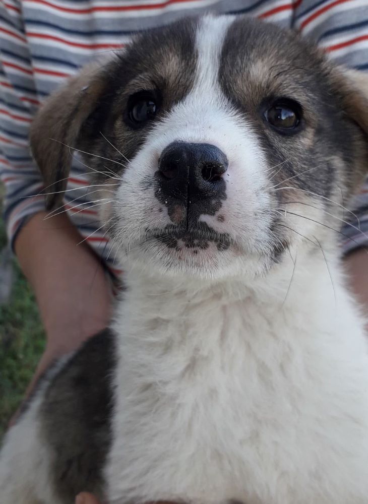 IRY (ex IRIDESSA) - Chiot femelle croisée de taille moyenne à l'âge adulte - Née environ en Août 2022 - Adoptée par Marie en France  31688510