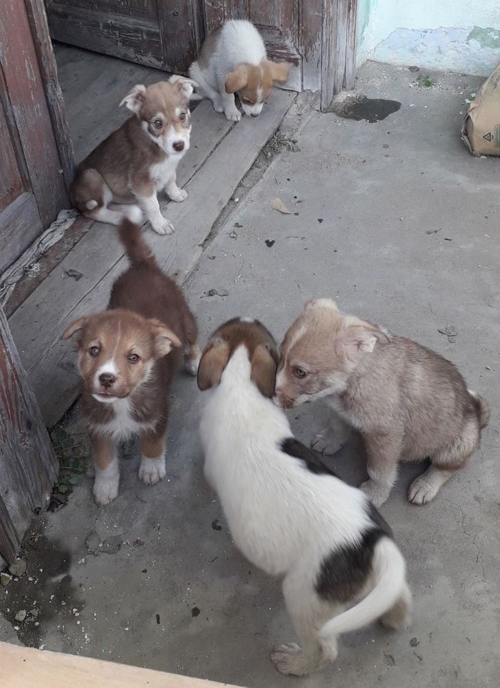 ARAGORN - Chiot mâle croisé de taille moyenne à l'âge adulte - Né environ en Août 2022 - Adopté par Kléa  en France  31714713