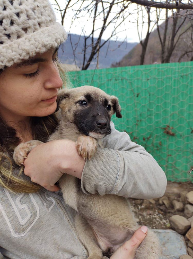 CHEYENNE - Chiot femelle croisée de taille moyenne à l'âge adulte - Née environ en Mai 2022 - Refuge de Monica - Adoptée par Élisabeth en Belgique  31779710