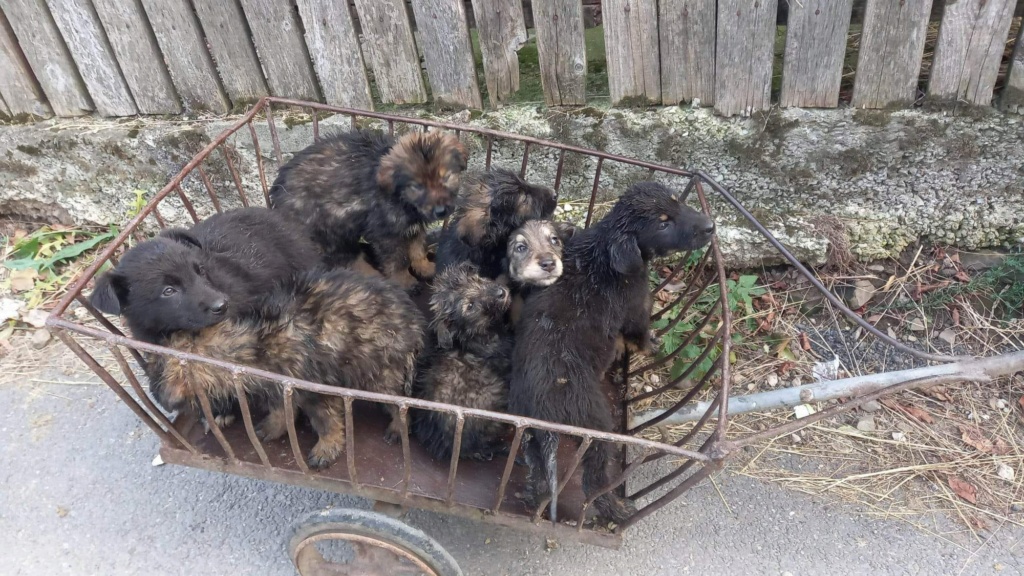 LOU (ex LOUISIANE) - Chiot femelle croisée de taille moyenne à l'âge adulte - Née environ en Septembre 2022 - Refuge de Monica - Adoptée par Eugénie en Belgique  31798210