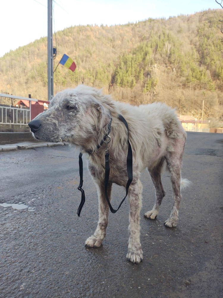 JACK - Mâle croisé de grande taille - Né environ en 2017 - Refuge de Monica - Adopté par Christine en France (dpt 32)  31817910