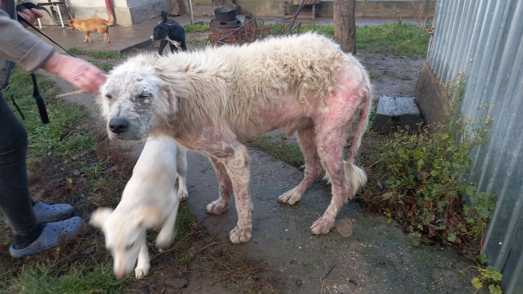 JACK - Mâle croisé de grande taille - Né environ en 2017 - Refuge de Monica - Adopté par Christine en France (dpt 32)  31827410