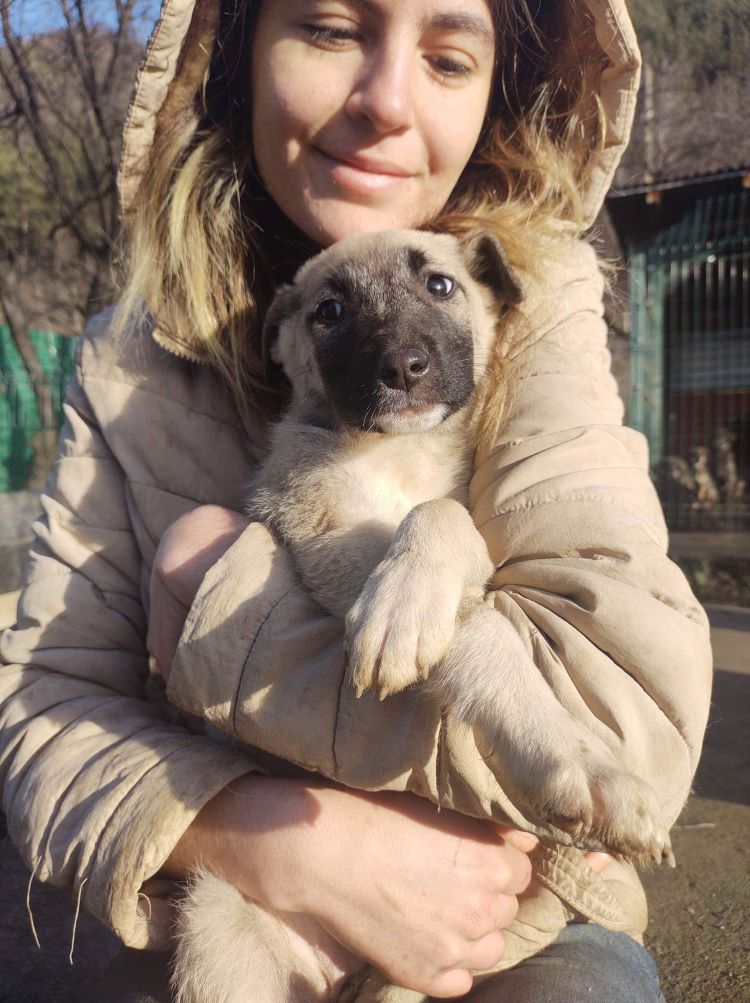 CHEYENNE - Chiot femelle croisée de taille moyenne à l'âge adulte - Née environ en Mai 2022 - Refuge de Monica - Adoptée par Élisabeth en Belgique  31832010