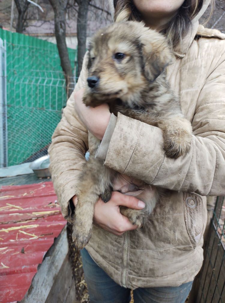 DONUT - Chiot mâle croisé de taille moyenne à l'âge adulte - Né environ en Septembre 2022 - Adopté par Florence en Belgique 31874811