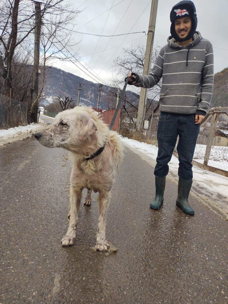 JACK - Mâle croisé de grande taille - Né environ en 2017 - Refuge de Monica - Adopté par Christine en France (dpt 32)  31885910