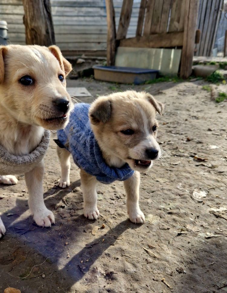 CHANCE - Chiot femelle croisée de taille petite à moyenne à l'âge adulte - Née environ en Octobre 2022 - Refuge de Camelia - Adoptée par Magali en Suisse  31892610