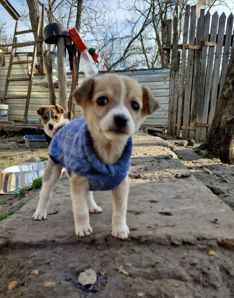 CHANCE - Chiot femelle croisée de taille petite à moyenne à l'âge adulte - Née environ en Octobre 2022 - Refuge de Camelia - Adoptée par Magali en Suisse  31921510