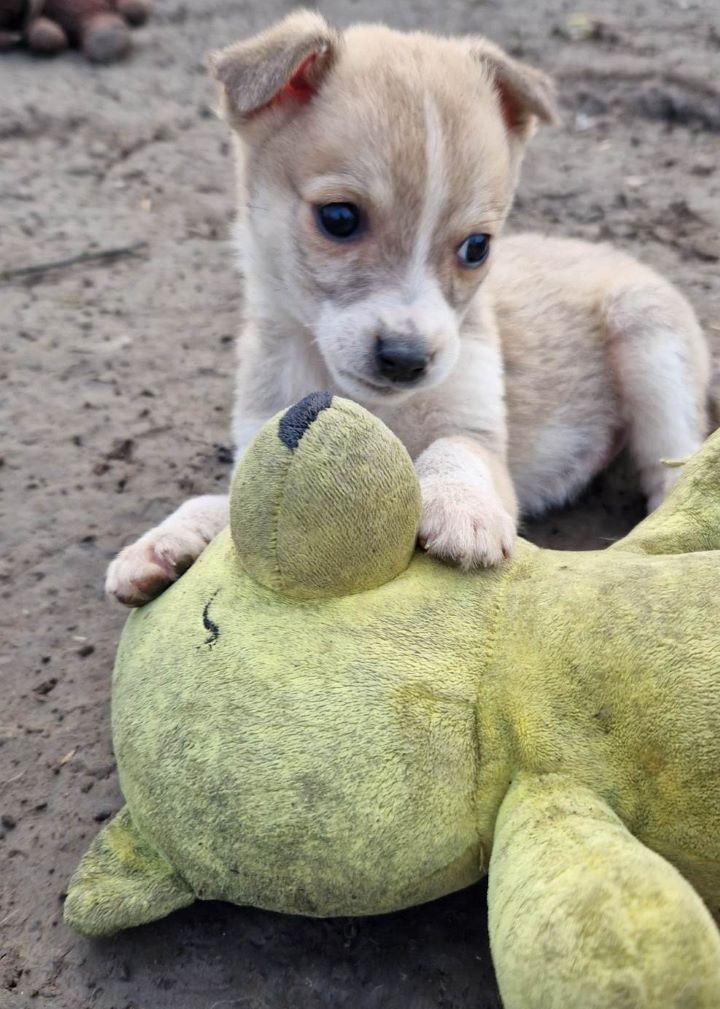 CHANCE - Chiot femelle croisée de taille petite à moyenne à l'âge adulte - Née environ en Octobre 2022 - Refuge de Camelia - Adoptée par Magali en Suisse  31932310