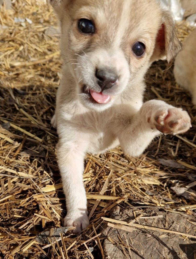 CHANCE - Chiot femelle croisée de taille petite à moyenne à l'âge adulte - Née environ en Octobre 2022 - Refuge de Camelia - Adoptée par Magali en Suisse  31934310