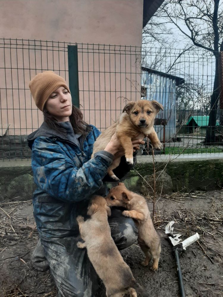 OUFTI (ex FONTANA) - Chiot femelle croisée de petite taille à l'âge adulte - Née environ en Août 2022 - Adoptée par Fabrice en Belgique  31989310