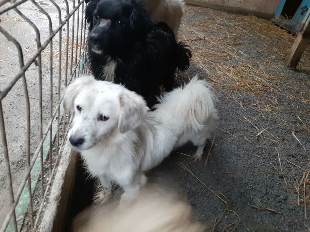 ALBA - Femelle croisée de petite taille (8 kg) - Née environ en Août 2018 - Refuge de Oana - Adoptée par Ania en Suisse  31990610