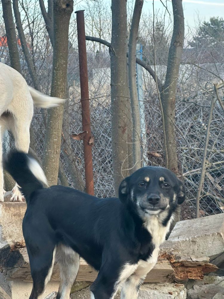 DAMIAN - Mâle croisé de petite taille (7 kg) - Né environ en 2021- Adopté par Evelyne en Belgique  31997110