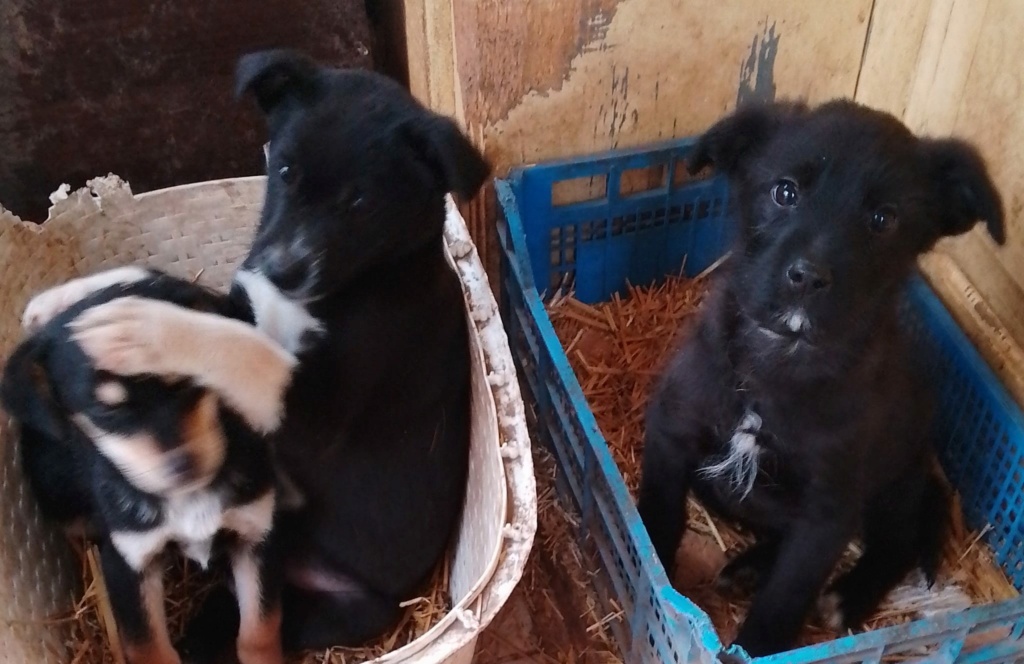 PROFITEROLE - Chiot femelle croisée de taille moyenne à l'âge adulte - Née environ en Août 2022 - Adoptée par Céline en France  32000011