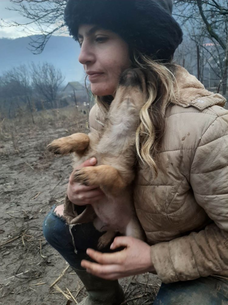 GYM (ex BOSTON) - Chiot mâle croisé de petite taille à l'âge adulte - Né environ en Août 2022 - Adopté par Sophie en France  32003114