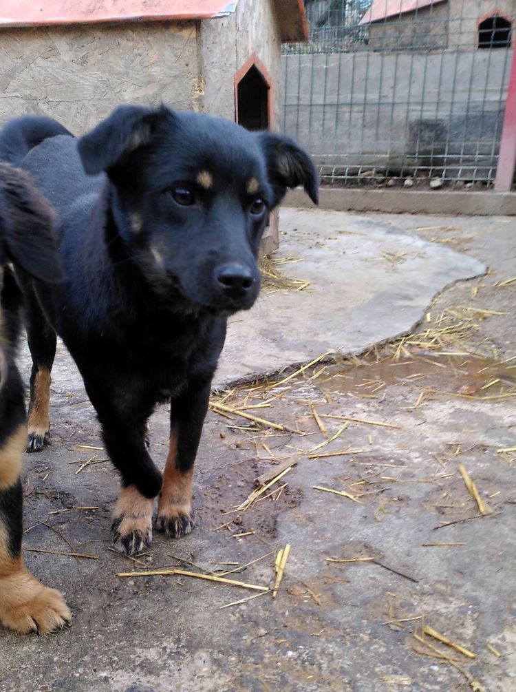 MADISON - Femelle croisée de petite taille - Handicapée - Née environ en 2021 - Refuge de Monica - Adoptée par Carine en Belgique  32015812