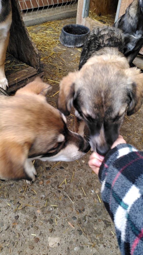 TEDDY (ex TEXAS) - Chiot mâle croisé de taille moyenne à l'âge adulte - Né environ en Juin 2022 - Refuge de Monica - Adoptée par Carole en France  32018814