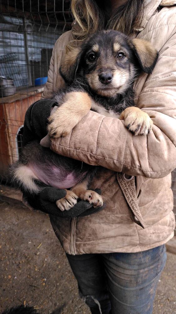 CAROLINE - Chiot femelle croisée de taille moyenne à l'âge adulte - Née environ en Septembre 2022 - Refuge de Monica - Adoptée par Luisa en Belgique  32020312