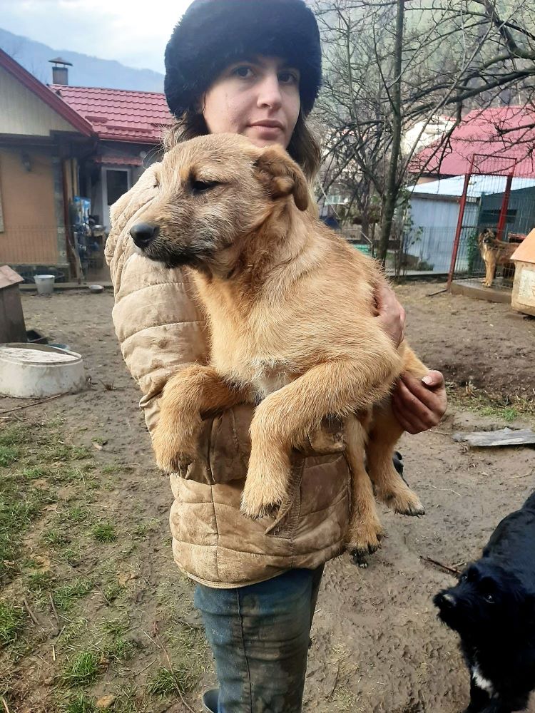 LUKY (ex ROUKY) - Mâle croisé de taille petite à moyenne - Né environ en Juillet 2022 - Refuge de Monica - Adoptée par Nathalie en France (département 56 ) 32022311