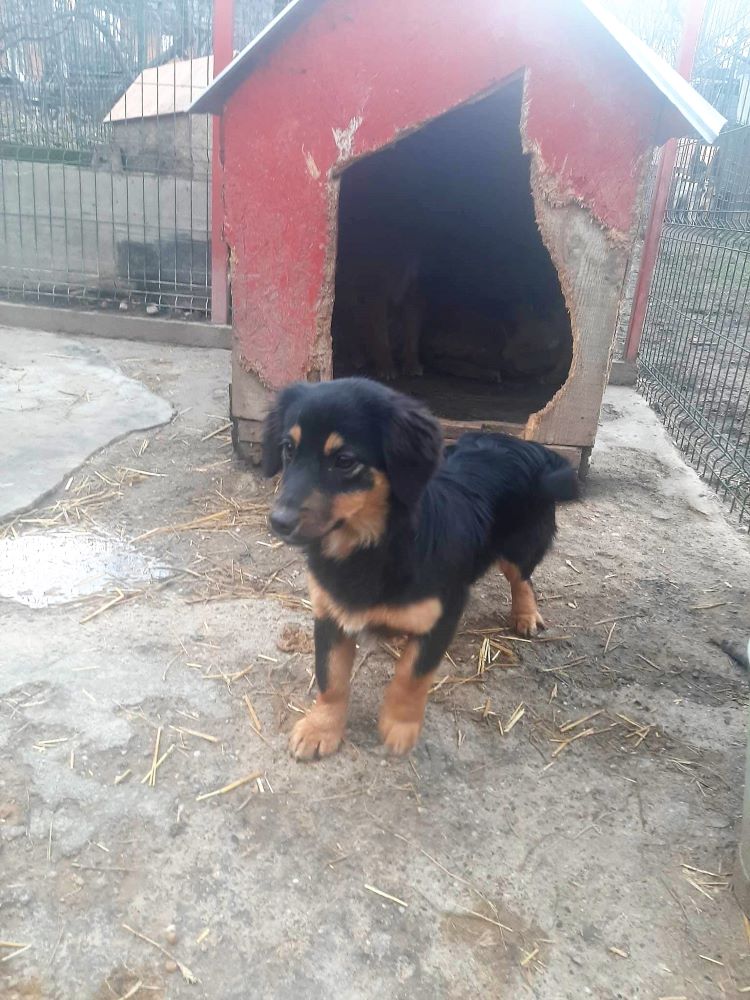 EVI (ex FOXTROT) - Femelle croisée de petite taille (7 kg) - Née environ en 2021 - Refuge de Monica - Adoptée par Manon en Belgique  32024912