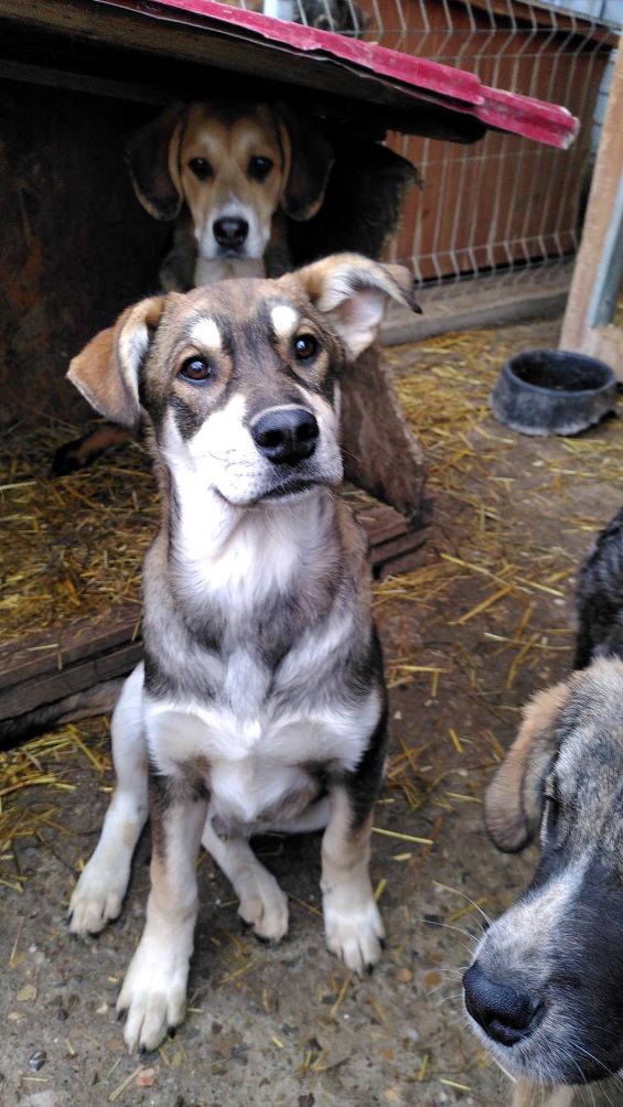 TENNESSEE - Chiot mâle croisé de taille moyenne à l'âge adulte - Né environ en Juin 2022 - Refuge de Monica - Adopté par Berenice en France.  32025611