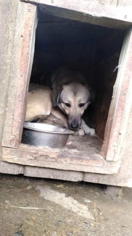 MADDY (Lola) - Femelle croisée de taille moyenne - Née environ en 2019 - Refuge de Monica 32035311