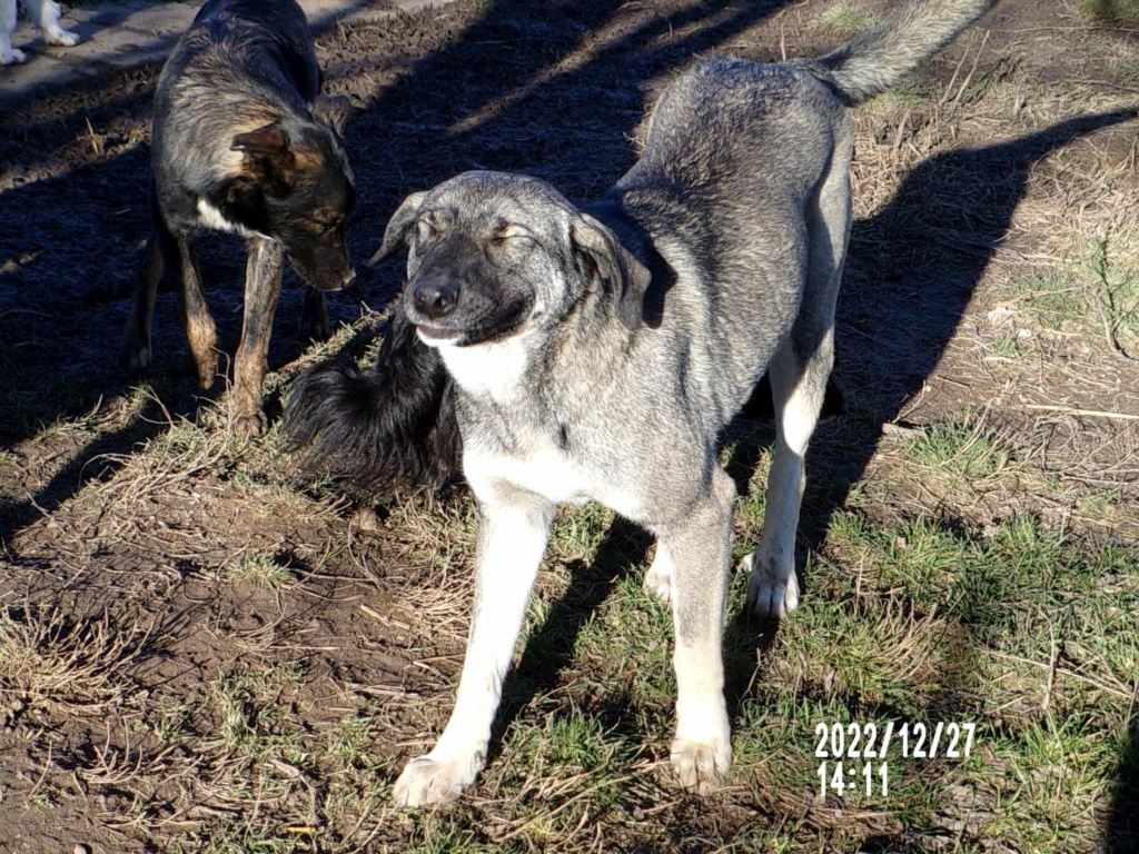 PUMBA (Pablo) - Mâle croisé de taille moyenne - Né environ en Janvier 2022 32040413