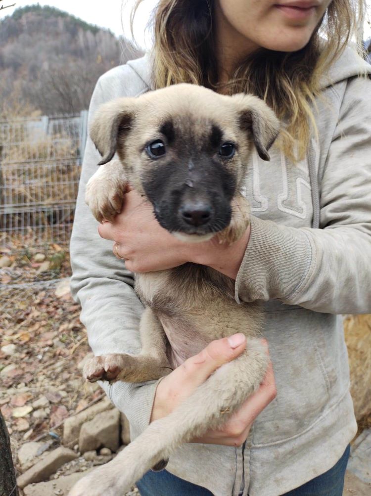 CHEYENNE - Chiot femelle croisée de taille moyenne à l'âge adulte - Née environ en Mai 2022 - Refuge de Monica - Adoptée par Élisabeth en Belgique  32041710