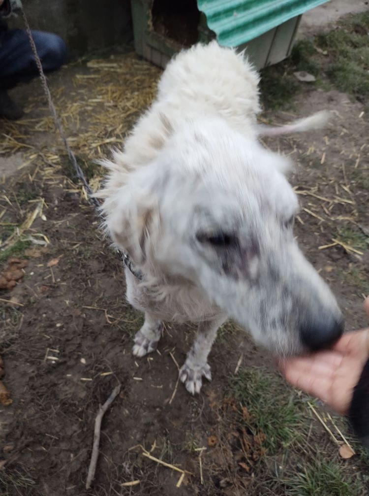 JACK - Mâle croisé de grande taille - Né environ en 2017 - Refuge de Monica - Adopté par Christine en France (dpt 32)  32046410