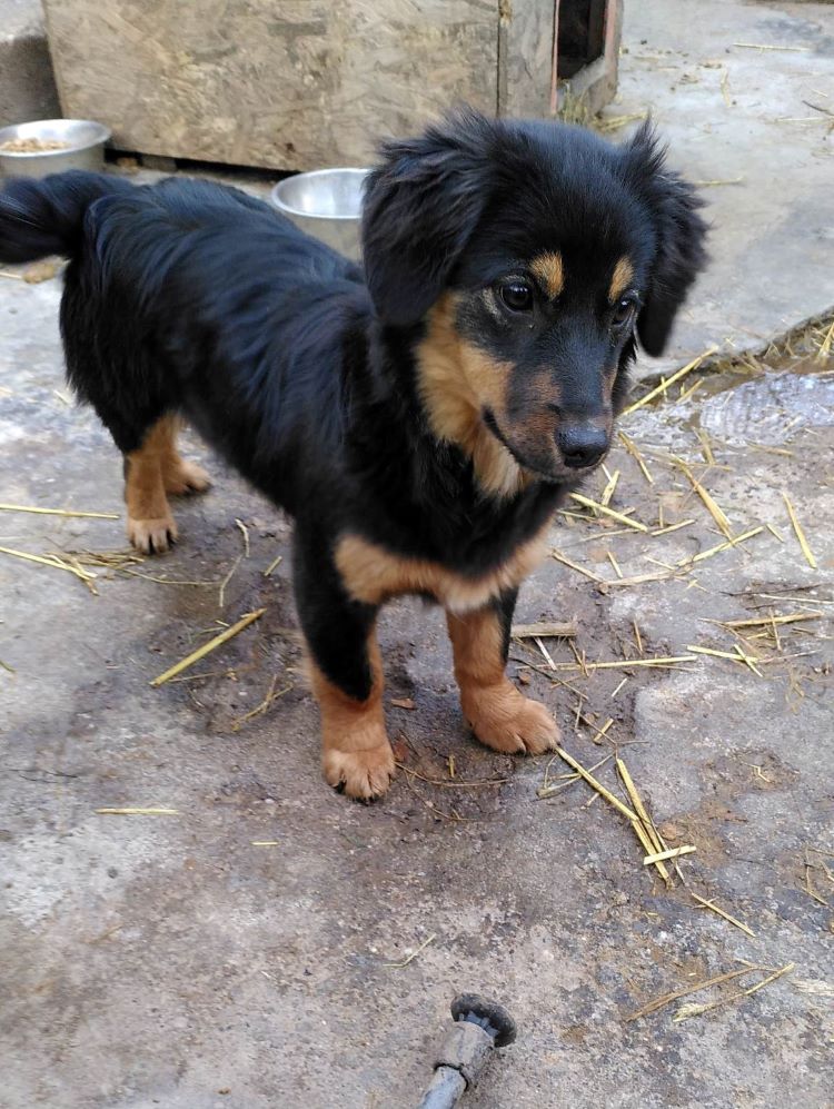 EVI (ex FOXTROT) - Femelle croisée de petite taille (7 kg) - Née environ en 2021 - Refuge de Monica - Adoptée par Manon en Belgique  32061410