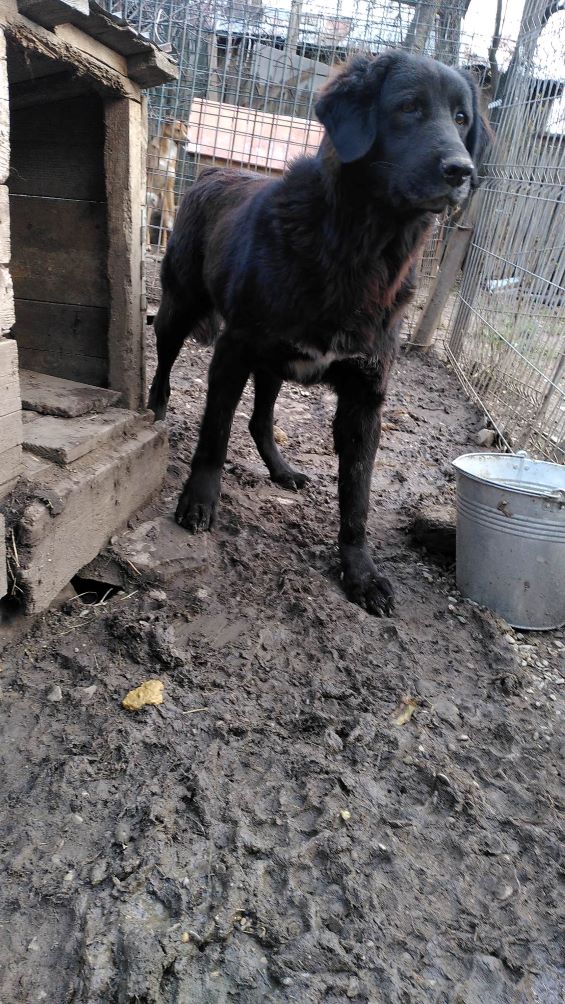 PRETTY - Femelle croisée Berger Corbeau de grande taille - Née environ en 2018 - Refuge de Monica - Réservée à l'adoption par Valérie en France (département 45) 32074210