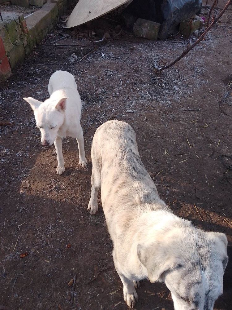 ALIZEE - Femelle croisée Lévrier Greyhound de taille moyenne - Née environ en 2021- Réservée à l'adoption par Elodie en France ( département 34)Disparue ???? 32095410