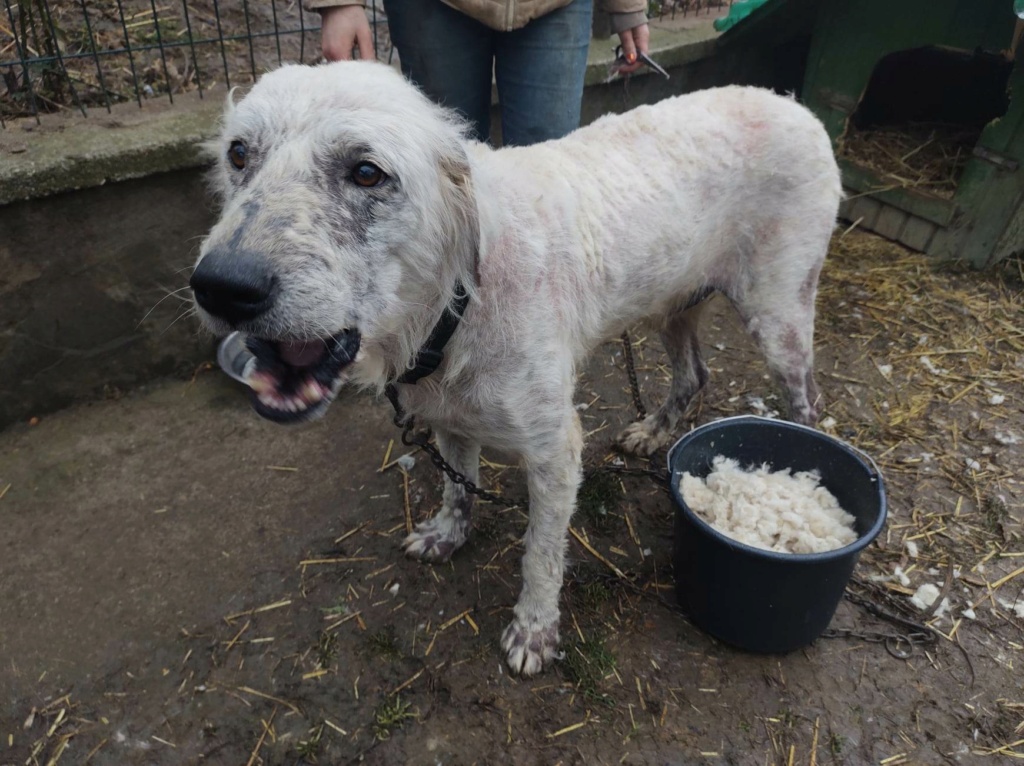 JACK - Mâle croisé de grande taille - Né environ en 2017 - Refuge de Monica - Adopté par Christine en France (dpt 32)  32161010