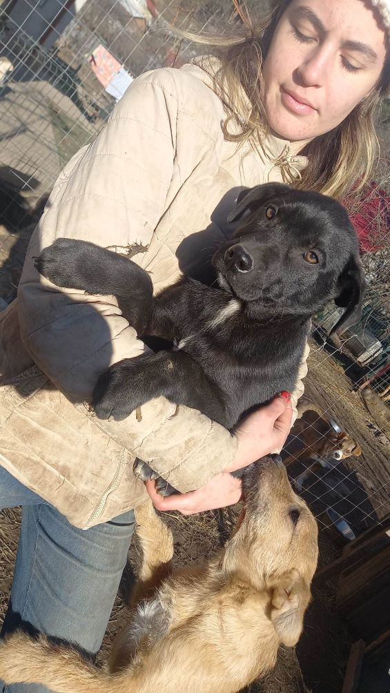 MEMPHIS - Chiot mâle croisé de taille moyenne à l'âge adulte - Né environ en Août 2022 - Refuge de Monica - Réservé adoption via une autre association 32216010