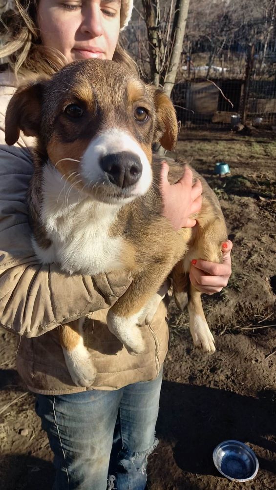 PALMA (ex ALASKA) - Chiot femelle croisée de taille moyenne à l'âge adulte - Née environ en Juillet 2022 - Refuge de Monica - Adoptée par Aude en France  32294411