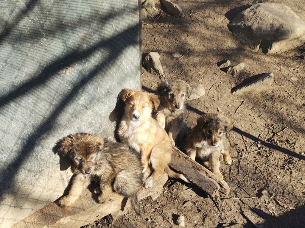 DONUT - Chiot mâle croisé de taille moyenne à l'âge adulte - Né environ en Septembre 2022 - Adopté par Florence en Belgique 32399611