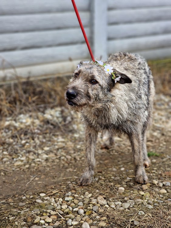 BETTY - Chiot femelle croisée de taille moyenne à l'âge adulte - Née environ en Avril 2022  32399813