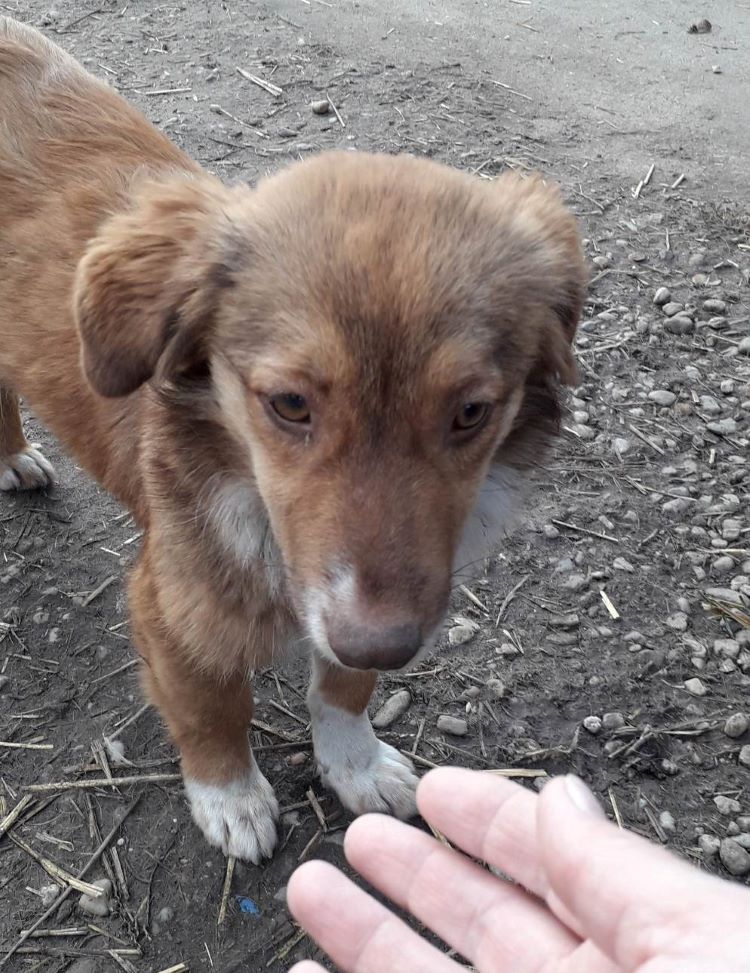 FLICKA - Chiot femelle croisée de petite taille à l'âge adulte - Née environ en Juin 2022 - Réservée via une autre association 32421910