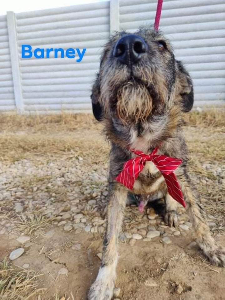 BARNEY - Chiot mâle croisé de taille moyenne à l'âge adulte - Né environ en Avril 2022 32437410