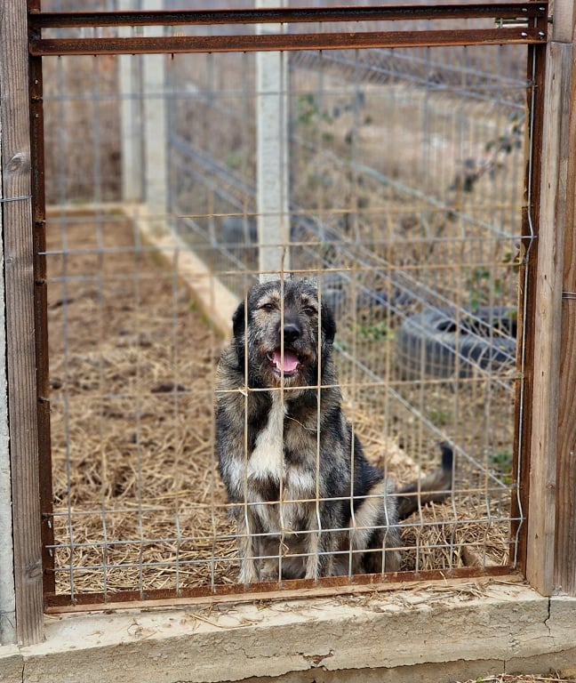 BARNEY - Chiot mâle croisé de taille moyenne à l'âge adulte - Né environ en Avril 2022 32446213