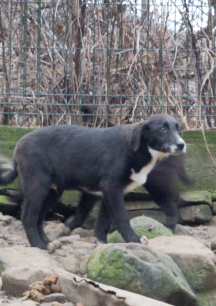 AMOS - Chiot mâle croisé de taille moyenne à l'âge adulte - Né environ en Septembre 2022 - Refuge de Monica - Adopté par Killian en Suisse  32448110