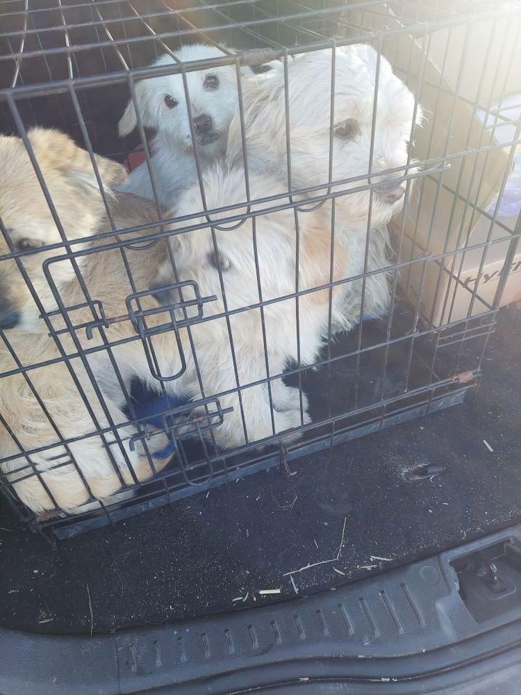 CANDY (ex FRITELLE) - Femelle croisée Bichon de petite taille - Née environ en Mars 2022 - Refuge de Maya - Adoptée par Anne-Marie en Belgique 32462011