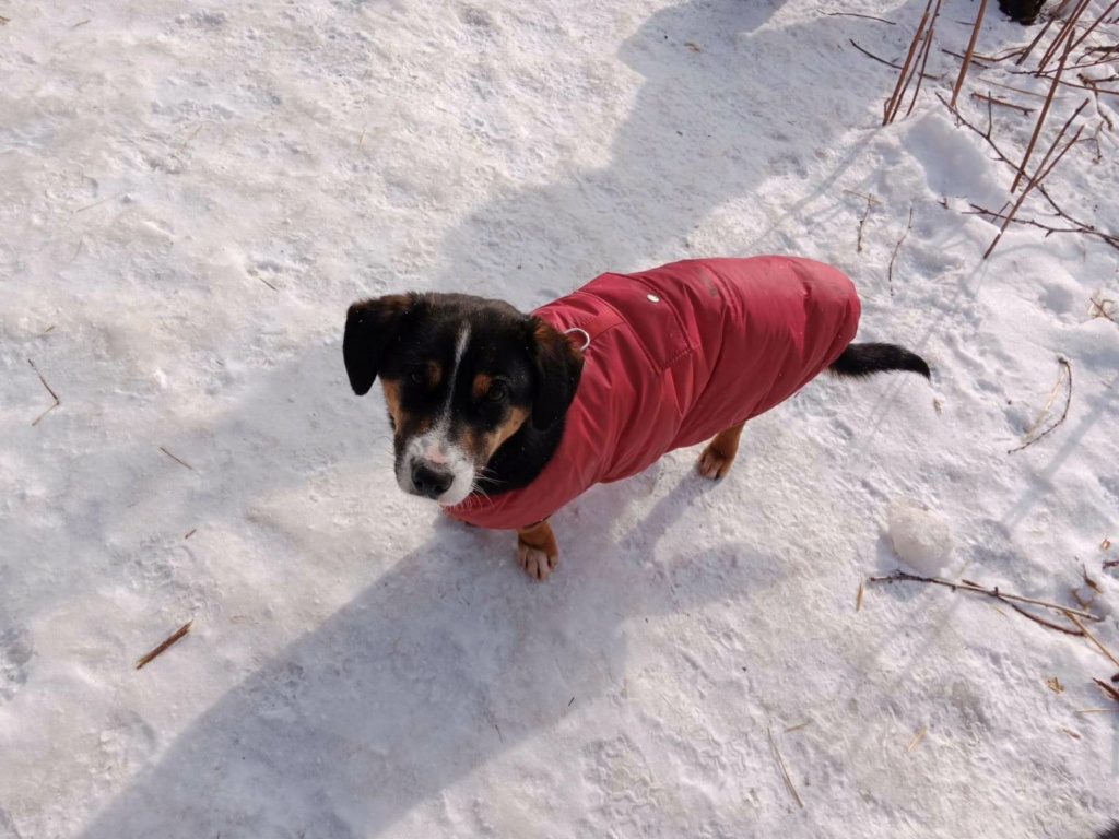 FINN - Mâle croisée de petite taille - Né environ en 2021 - Refuge de Monica - Pris en charge par l'association "Jamais sans mon chien" en France  32504410